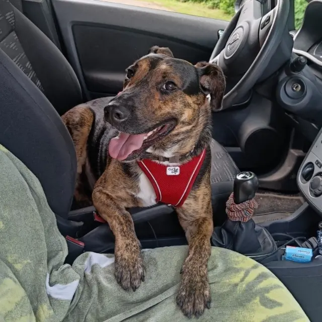 chien lost   68680 Kembs SPARKY