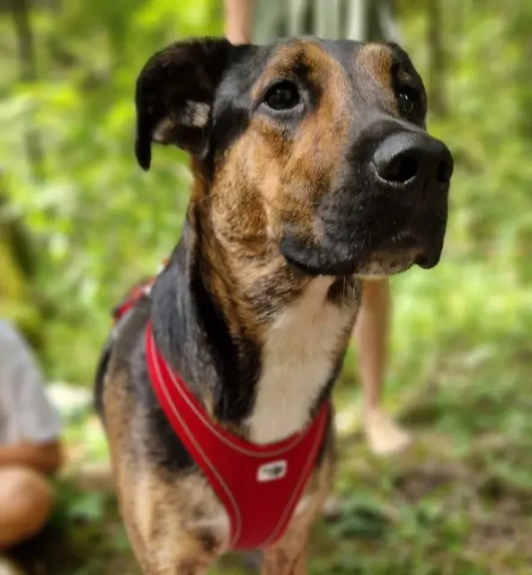chien lost   68128 Village-Neuf Sparky