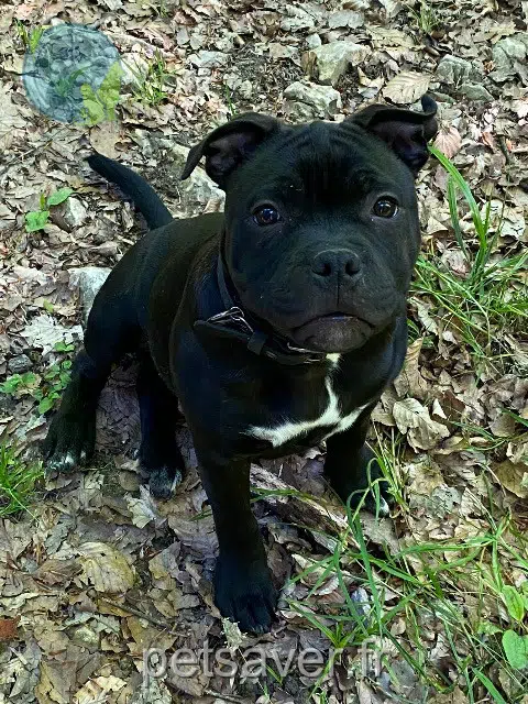 chien lost   68130 Carspach Taz