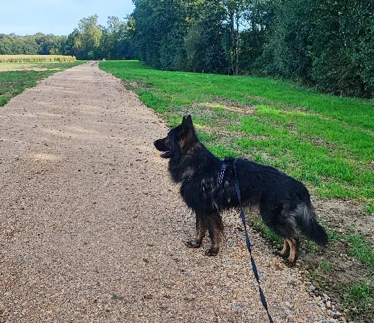 Chien Perdu 68 Haut-Rhin Chien Perdu 68 Haut-Rhin
