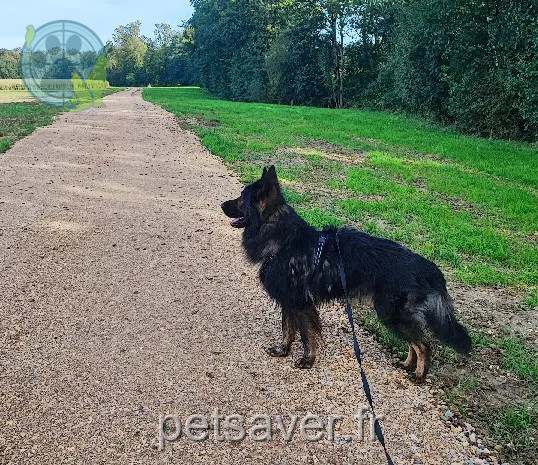 Chien Perdu 68 Haut-Rhin Chien Perdu 68 Haut-Rhin