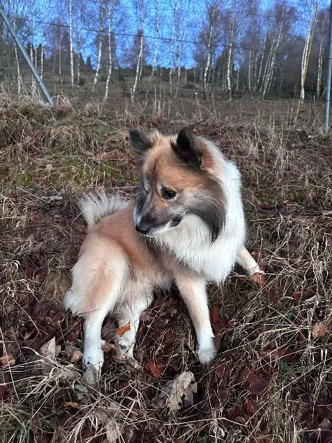 chien lost   68610 Linthal Upsy