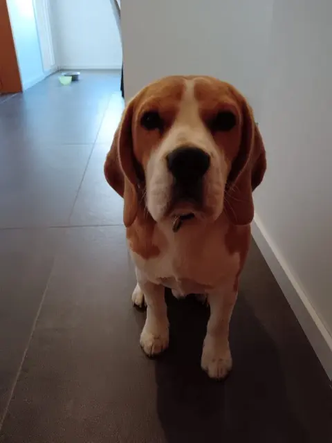 chien lost   68640 Riespach Vibrato