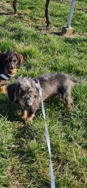 chien lost   68380 Mittlach Yvan