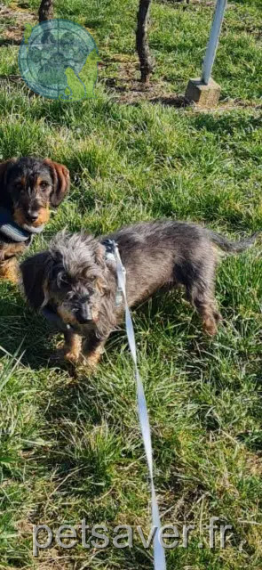 chien perdu 68380 Mittlach Yvan chien lost 68380 Mittlach Yvan