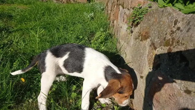 chien lost   69170 Valsonne Atlas