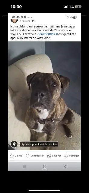 cão perdido 69700 Loire-sur-Rhône Aïko cão lost 69700 Loire-sur-Rhône Aïko