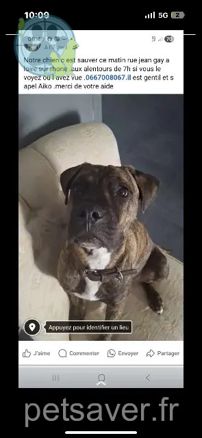 Hund vermisst 69700 Loire-sur-Rhône Aïko Hund lost 69700 Loire-sur-Rhône Aïko