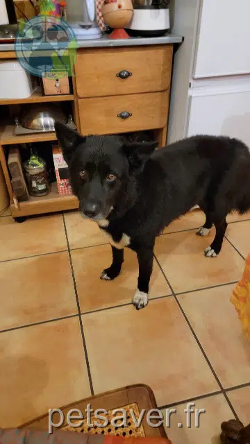 perro lost   69610 Meys Jamson