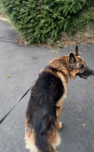 chien lost   69590 Larajasse Jessy