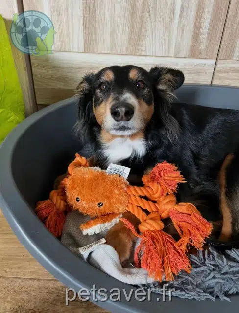 perro perdido 69480 Anse Rio perro lost 69480 Anse Rio