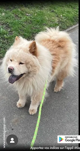 chien lost   69870 Saint-Just-d'Avray Robin