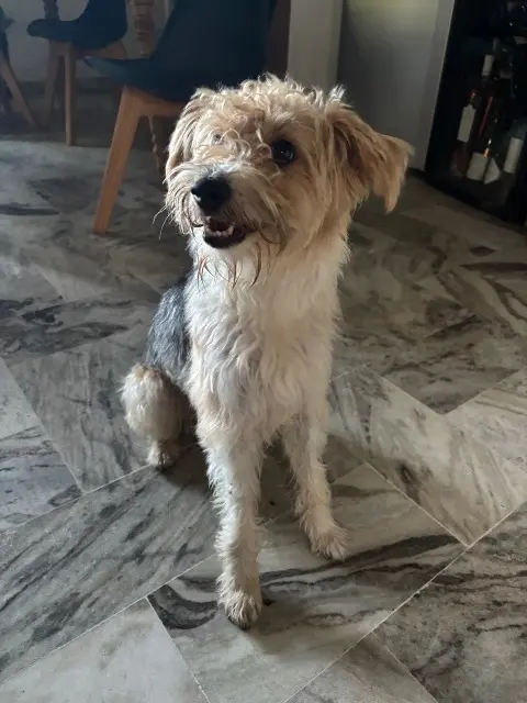 chien lost   69830 Saint-Georges-de-Reneins Sami