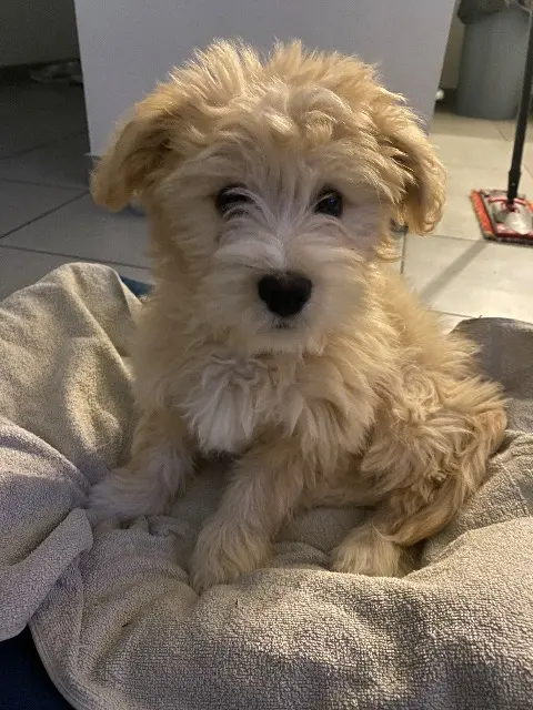 chien lost   69490 Sarcey Skippy