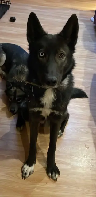 chien lost   69240 Thizy-les-Bourgs Blue