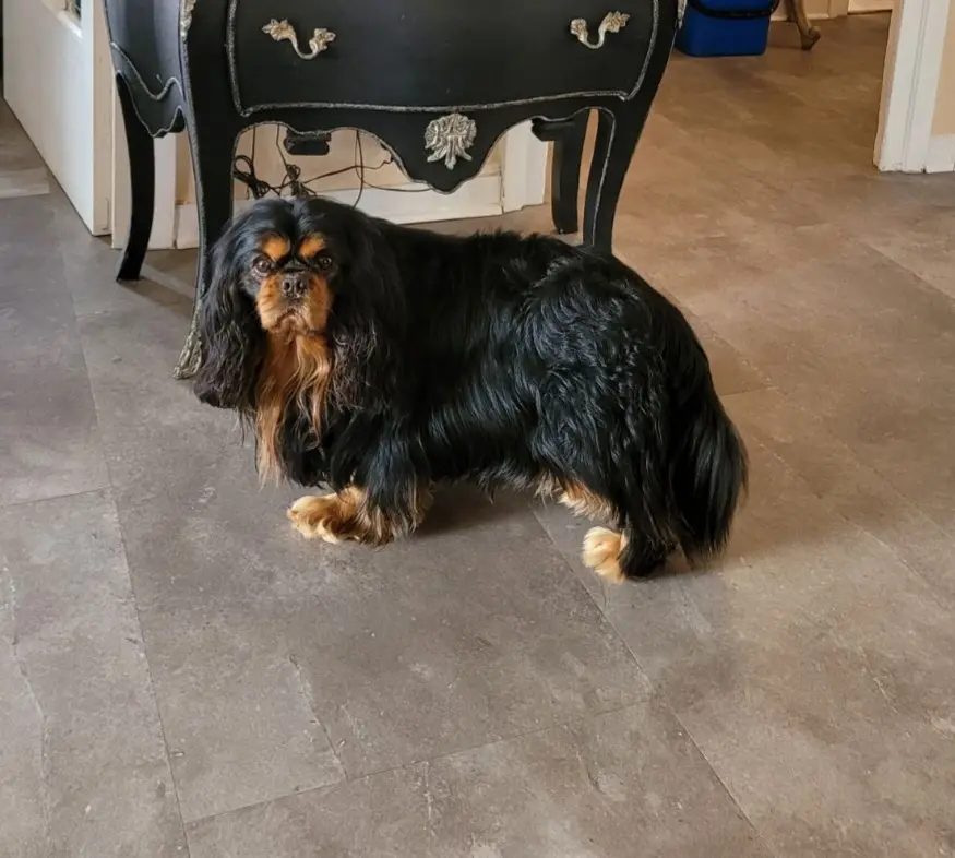 Chien Perdu 69 Rhône Chien Perdu 69 Rhône