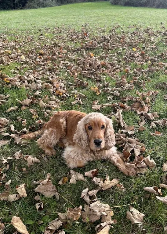 Chien Perdu 69 Rhône Chien Perdu 69 Rhône