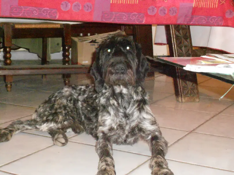 Chien Perdu 69 Rhône Chien Perdu 69 Rhône