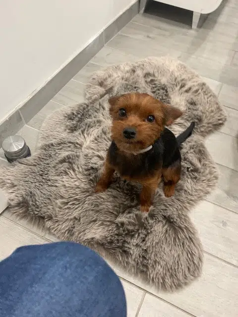 chien lost   69320 Feyzin Calin