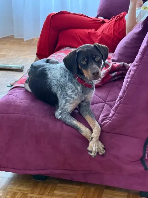 chien lost   69230 Saint-Genis-Laval Guts