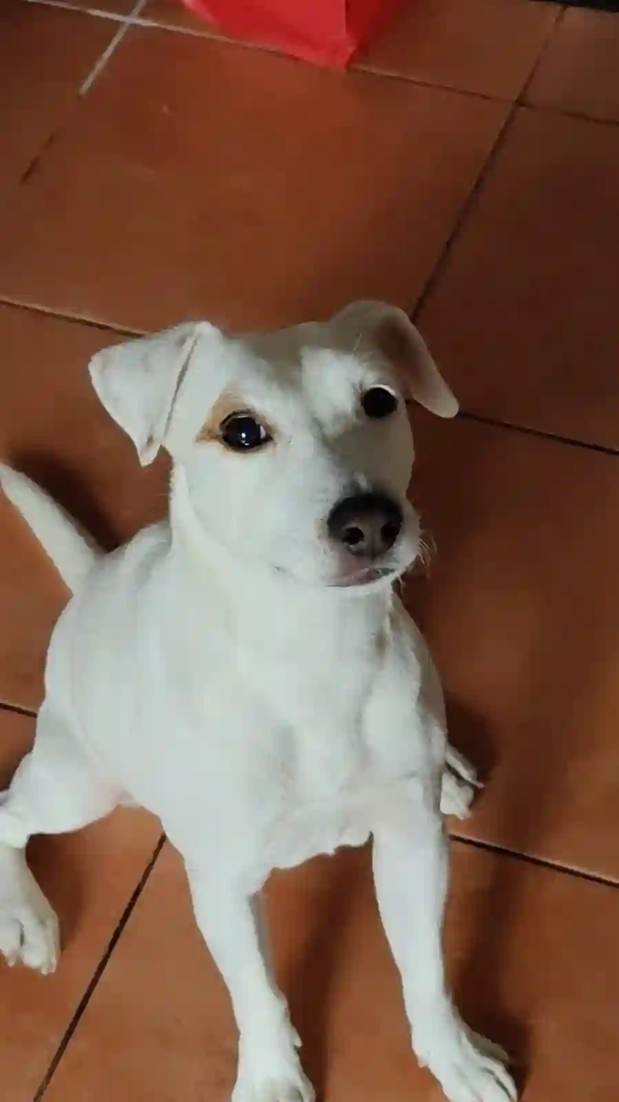 Chien Perdu 69M Métropole de Lyon - Isto Chien Perdu 69M Métropole de Lyon - Isto