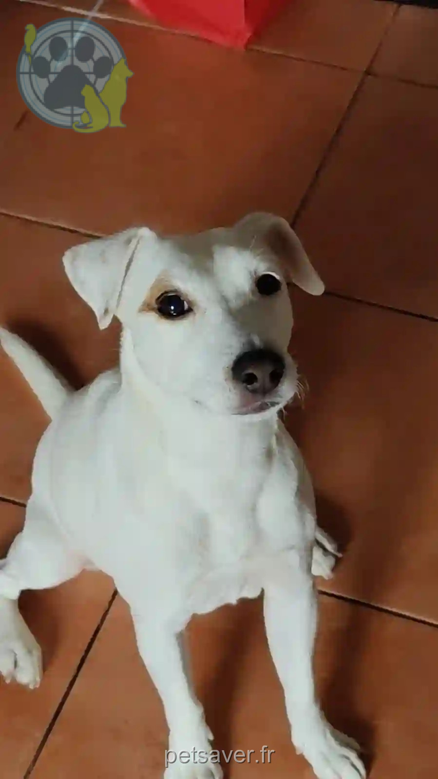 Chien Perdu 69M Métropole de Lyon - Isto Chien Perdu 69M Métropole de Lyon - Isto