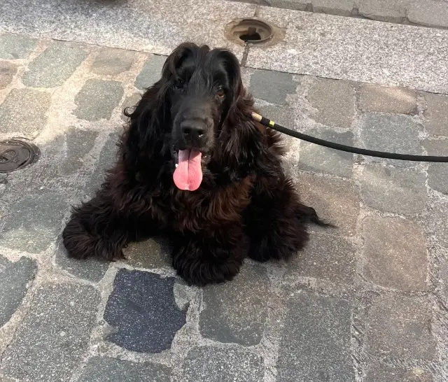 chien lost    Lyon Austin