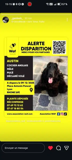 chien lost    Lyon Austin