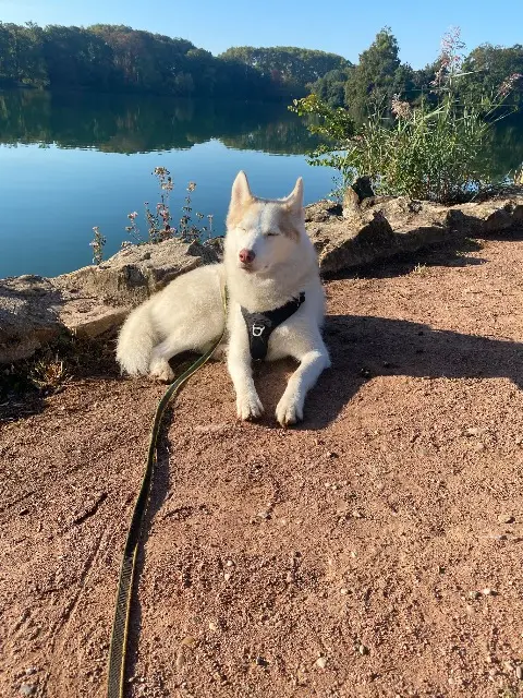 chien lost    Lyon Enko