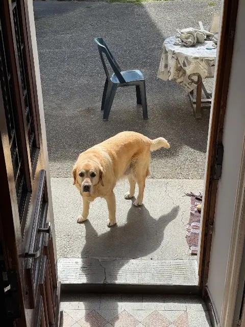 chien lost    Lyon Harry