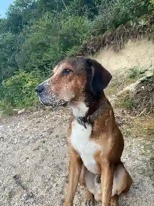 Chien Perdu 69M Métropole de Lyon Lyon - Mowgli Chien Perdu 69M Métropole de Lyon Lyon - Mowgli