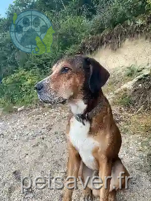 Chien Perdu 69M Métropole de Lyon Lyon - Mowgli Chien Perdu 69M Métropole de Lyon Lyon - Mowgli