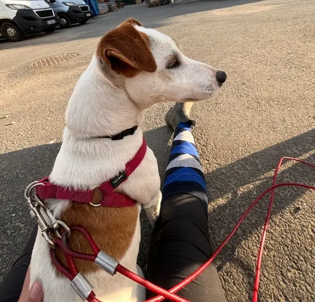 chien lost   69890 La Tour-de-Salvagny Nitro