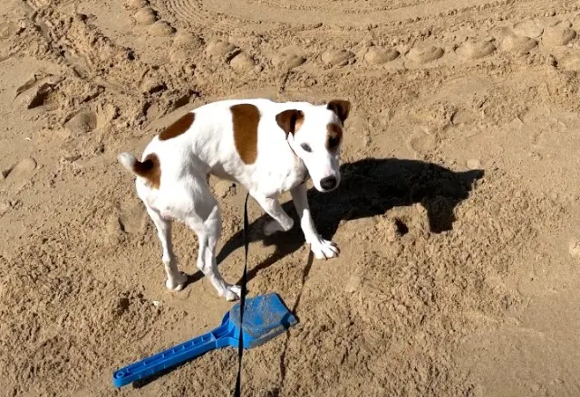 chien lost   69570 Dardilly Nitro