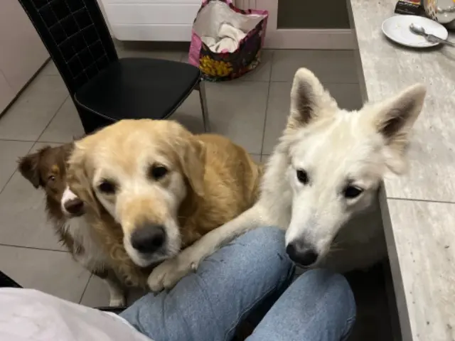 chien lost   69160 Tassin-la-Demi-Lune Ringo