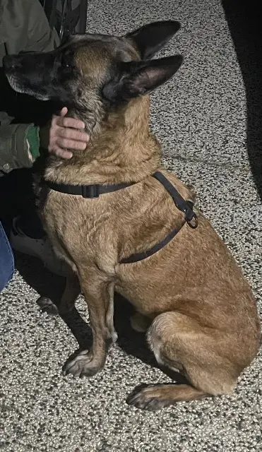 chien lost   69200 Vénissieux ROCKY