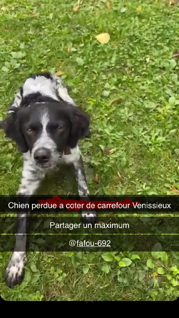 Chien Perdu 69M Métropole de Lyon - Sam Chien Perdu 69M Métropole de Lyon - Sam