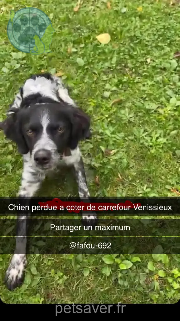 Chien Perdu 69M Métropole de Lyon - Sam Chien Perdu 69M Métropole de Lyon - Sam