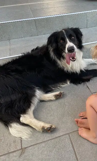 chien lost   69890 La Tour-de-Salvagny Scott