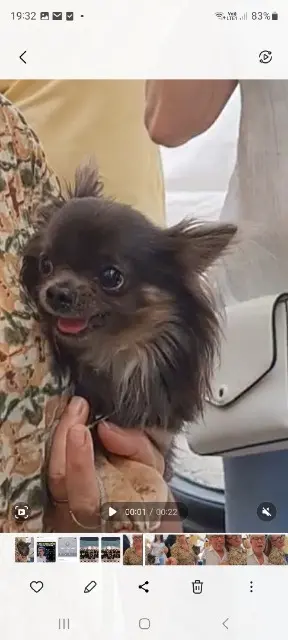 chien lost   69450 Saint-Cyr-au-Mont-d'Or Trezor