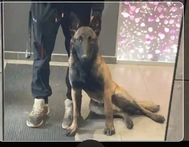 Chien Perdu 69M Métropole de Lyon - Urus Chien Perdu 69M Métropole de Lyon - Urus