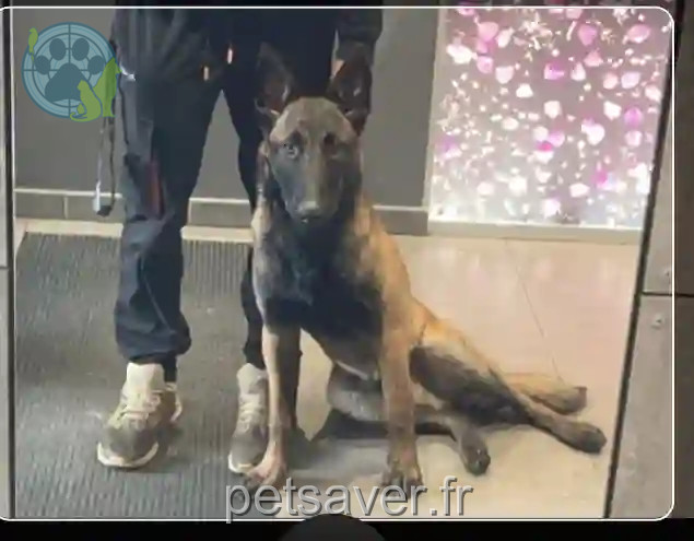 Chien Perdu 69M Métropole de Lyon - Urus Chien Perdu 69M Métropole de Lyon - Urus
