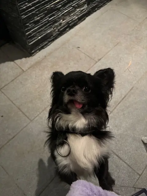 chien lost   69100 Villeurbanne Loulou