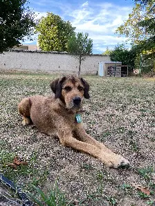 Chien Perdu 69M Métropole de Lyon - Voyou Chien Perdu 69M Métropole de Lyon - Voyou
