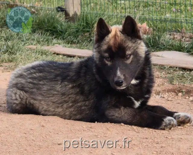 chien lost   70700 Gy Arès