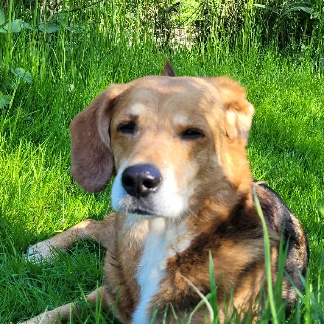 chien lost   70300 Breuches Oscar
