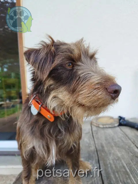 chien lost   70360 Scey-sur-Saône-et-Saint-Albin Rudy