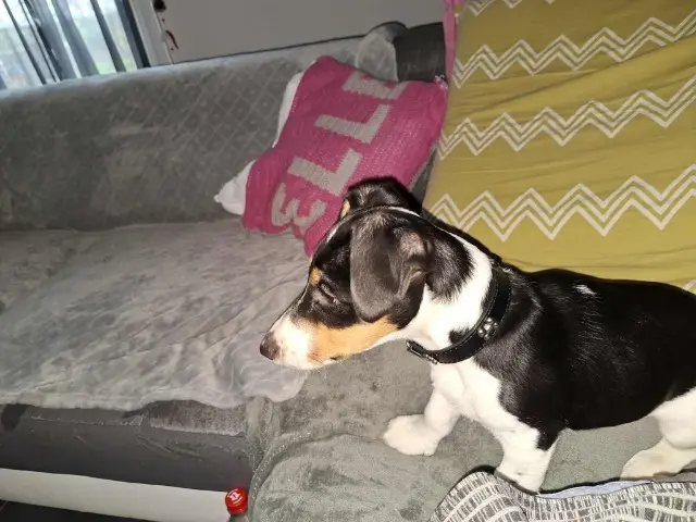 chien lost   70100 Gray Urka