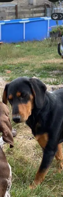 chien lost   70120 Theuley Urus