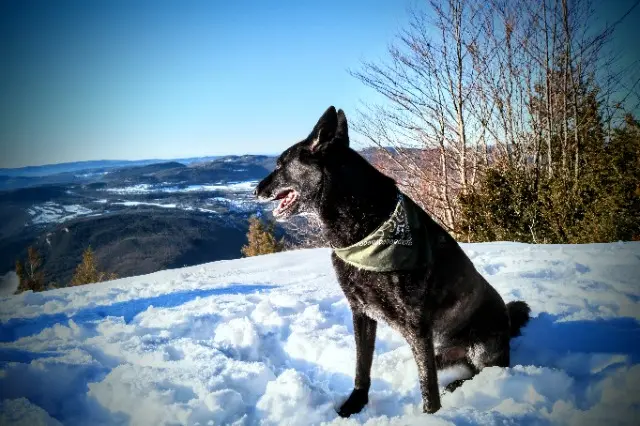 chien lost   71640 Givry Ayzen